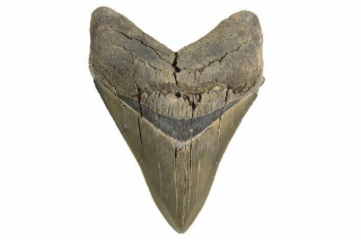 Serrated, Fossil Megalodon Tooth - Savannah River, Georgia #332840